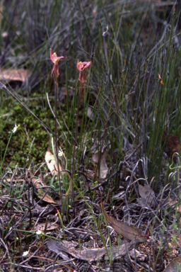 APII jpeg image of Caladenia cairnsiana  © contact APII