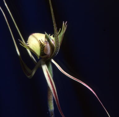 APII jpeg image of Caladenia dilatata  © contact APII