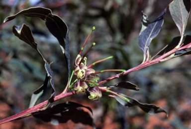 APII jpeg image of Grevillea shiressii  © contact APII