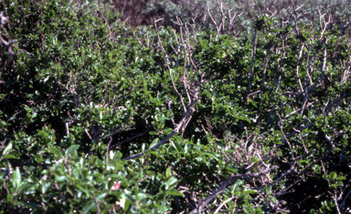 APII jpeg image of Hibiscus insularis  © contact APII