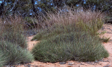 APII jpeg image of Triodia scariosa  © contact APII