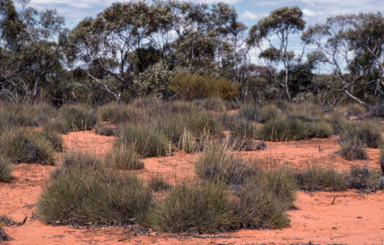 APII jpeg image of Triodia scariosa  © contact APII