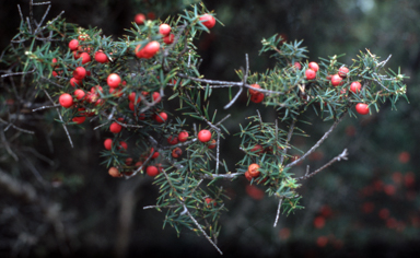 APII jpeg image of Cyathodes juniperina  © contact APII