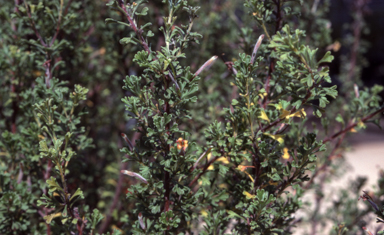 APII jpeg image of Adenanthos ilectcos  © contact APII