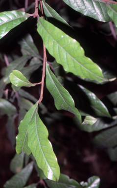 APII jpeg image of Amorphospermum whitei  © contact APII