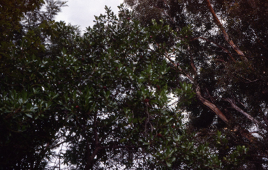 APII jpeg image of Planchonella eerwah  © contact APII