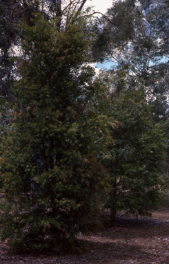 APII jpeg image of Callistemon formosus  © contact APII