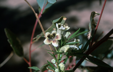 APII jpeg image of Pandorea pandorana  © contact APII