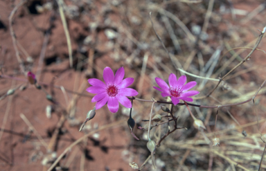 APII jpeg image of Calandrinia  © contact APII