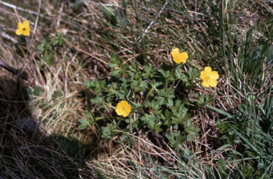APII jpeg image of Ranunculus sp.  © contact APII