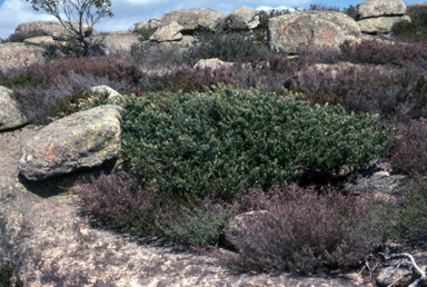 APII jpeg image of Grevillea diminuta  © contact APII