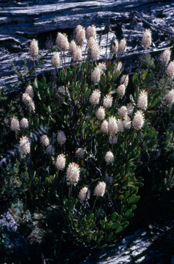 APII jpeg image of Bellendena montana  © contact APII