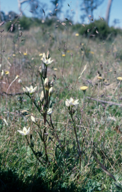 APII jpeg image of Gentianella  © contact APII