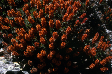 APII jpeg image of Richea scoparia  © contact APII