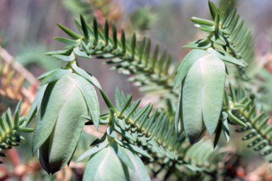 APII jpeg image of Darwinia carnea  © contact APII