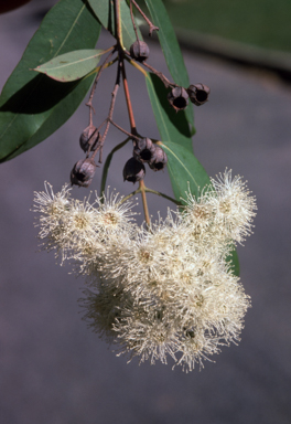APII jpeg image of Angophora floribunda  © contact APII