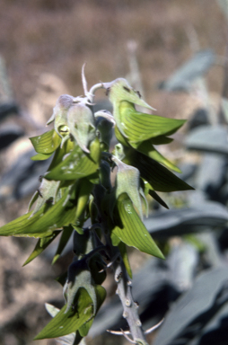 APII jpeg image of Crotalaria cunninghamia  © contact APII