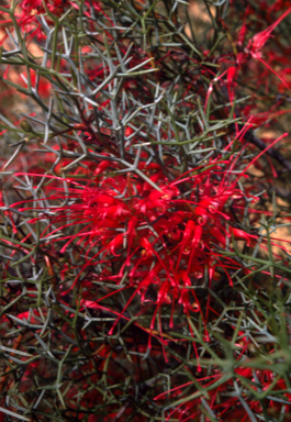 APII jpeg image of Grevillea dielsiana  © contact APII