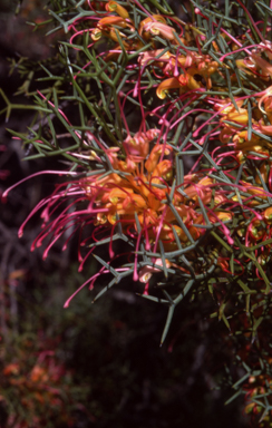 APII jpeg image of Grevillea dielsiana  © contact APII
