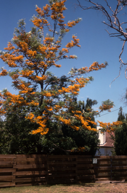 APII jpeg image of Grevillea robusta  © contact APII