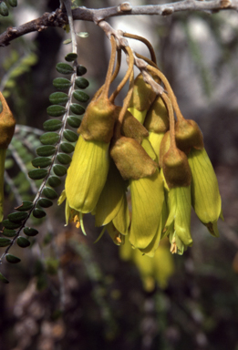 APII jpeg image of Sophora tomentosa  © contact APII
