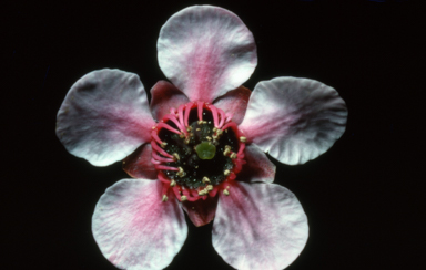 APII jpeg image of Leptospermum scoparium 'Lambethii'  © contact APII