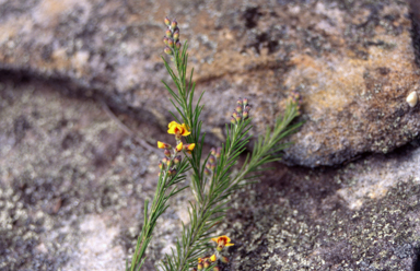 APII jpeg image of Dillwynia acicularis  © contact APII