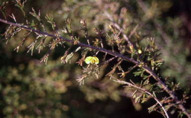 APII jpeg image of Dillwynia tenuifolia  © contact APII