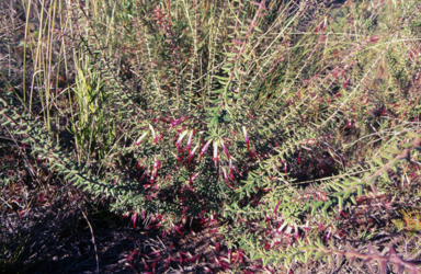 APII jpeg image of Styphelia tubiflora  © contact APII