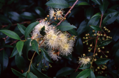 APII jpeg image of Syzygium ?luehmanii  © contact APII