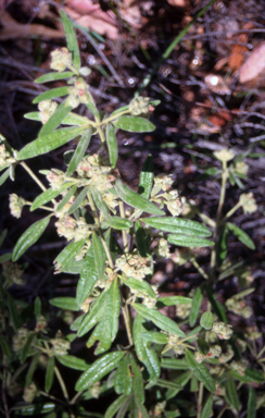 APII jpeg image of Zieria involucrata  © contact APII