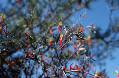 APII jpeg image of Lysiana exocarpi  © contact APII