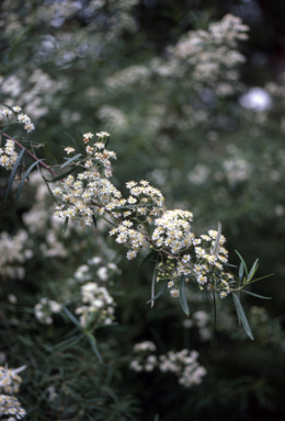 APII jpeg image of Olearia viscidula  © contact APII