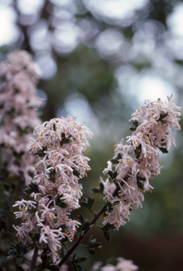 APII jpeg image of Petrophile biloba  © contact APII