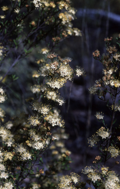 APII jpeg image of Phebalium squamulosum subsp. parvifolium  © contact APII