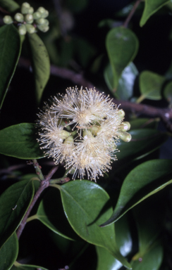 APII jpeg image of Syzygium smithii  © contact APII