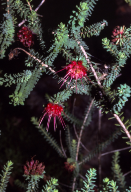APII jpeg image of Darwinia oldfieldii  © contact APII
