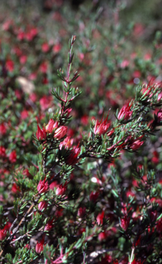 APII jpeg image of Darwinia taxifolia subsp. macrolaena  © contact APII