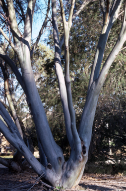 APII jpeg image of Eucalyptus moorei  © contact APII