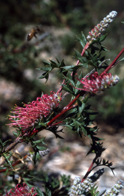 APII jpeg image of Grevillea acanthifolia  © contact APII