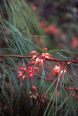 APII jpeg image of Grevillea johnsonii  © contact APII