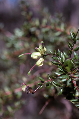 APII jpeg image of Grevillea mucronulata  © contact APII