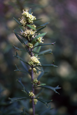 APII jpeg image of Grevillea trifida  © contact APII