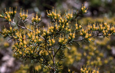 APII jpeg image of Homoranthus flavescens  © contact APII