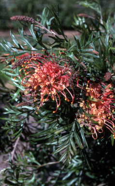 APII jpeg image of Grevillea 'Robyn Gordon'  © contact APII