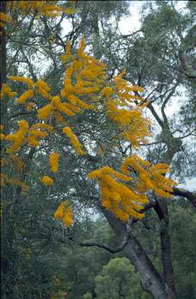 APII jpeg image of Nuytsia  floribunda  © contact APII