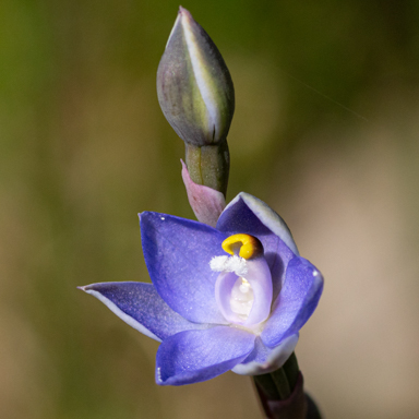 APII jpeg image of Thelymitra arenaria  © contact APII