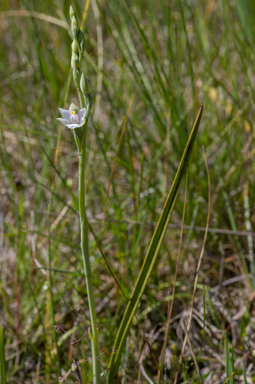 APII jpeg image of Thelymitra aurorae  © contact APII