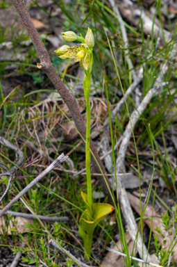 APII jpeg image of Thelymitra benthamiana  © contact APII
