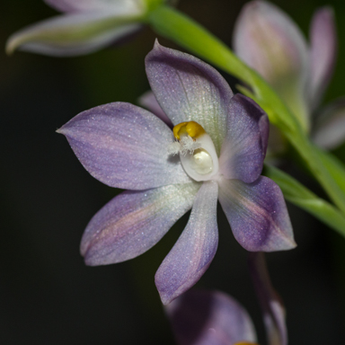 APII jpeg image of Thelymitra fragrans  © contact APII